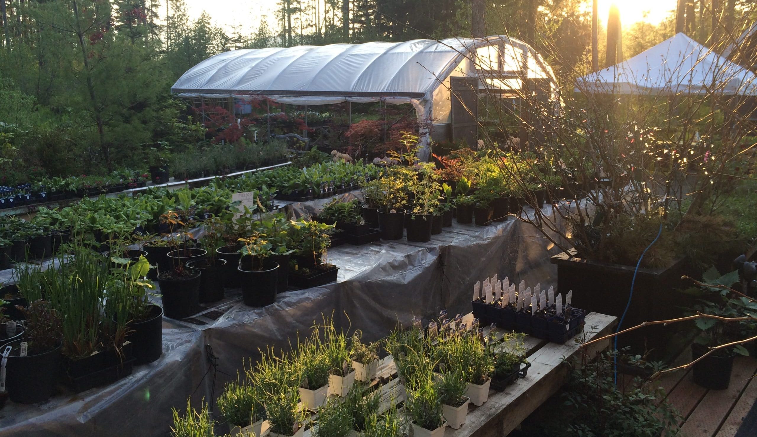 Rows of perennials and shrubs growing outdoors at the nursery at golden hour