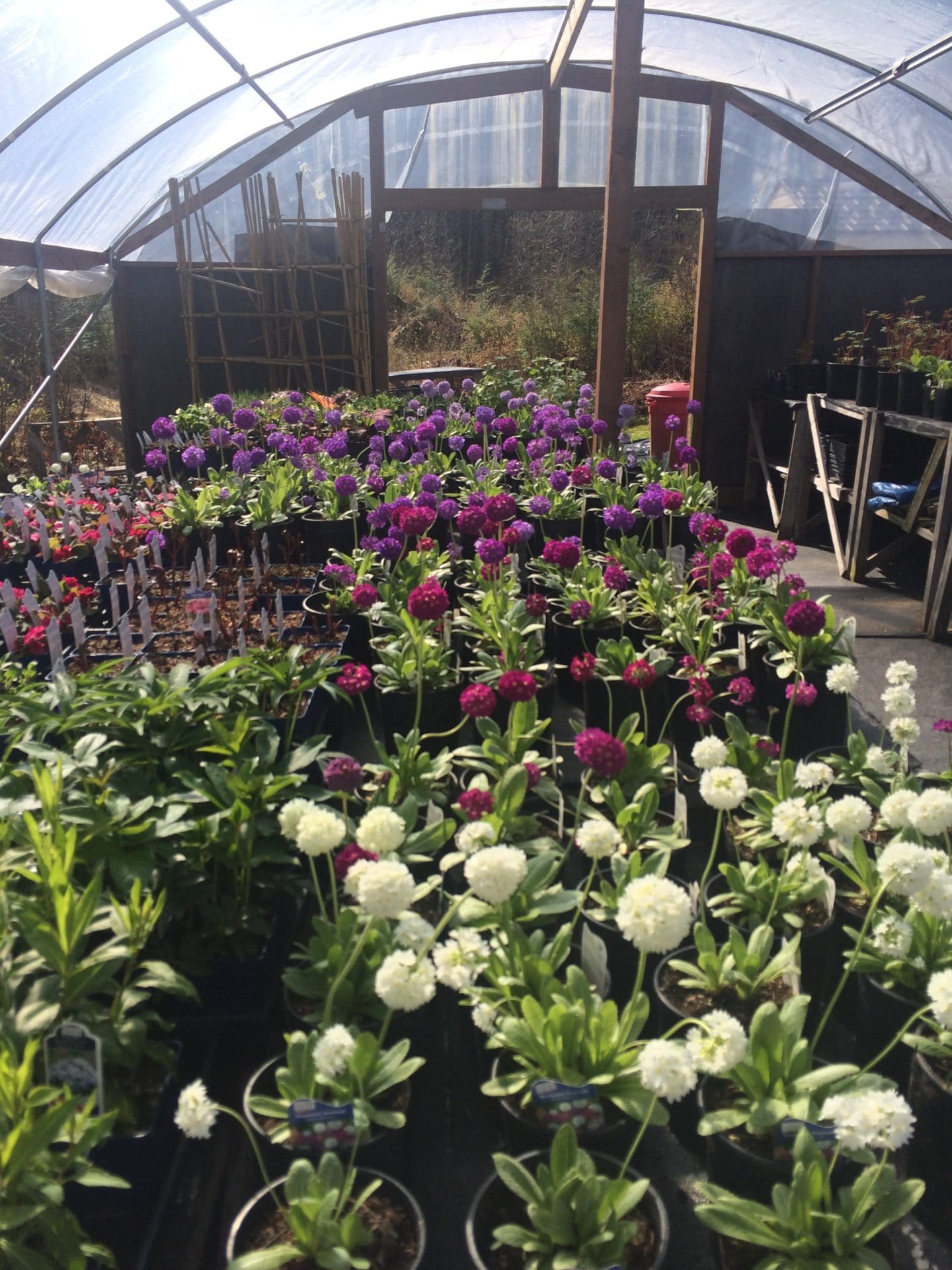 Greenhouse benches packed with blooming annuals and young plants