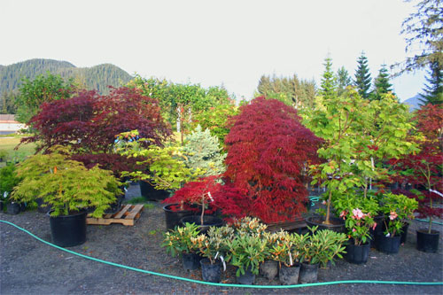 Potted Japanese maples and nursery stock in the retail display area