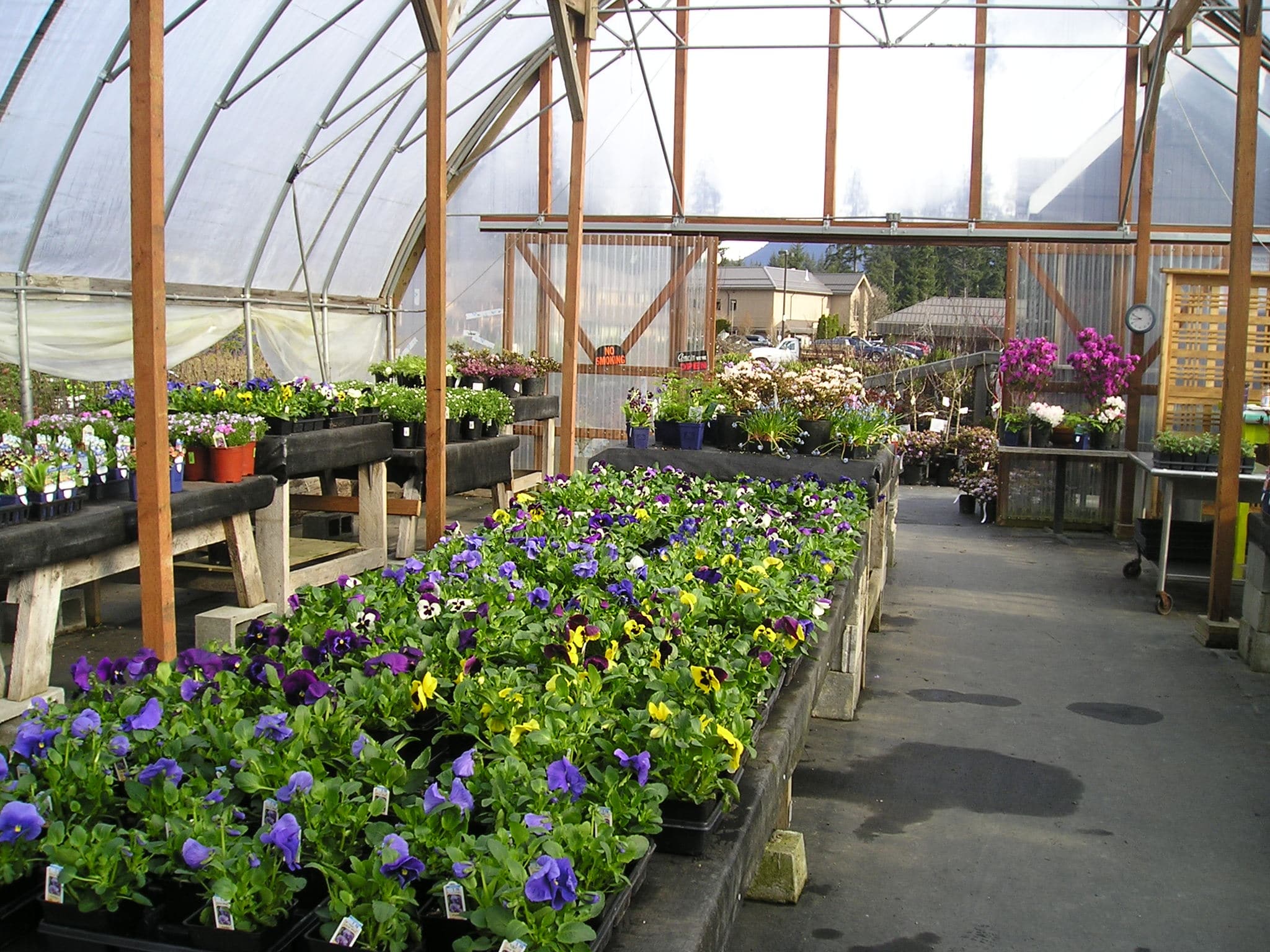 Inside a Landscape Alaska greenhouse with tables of flowering annuals and hanging baskets