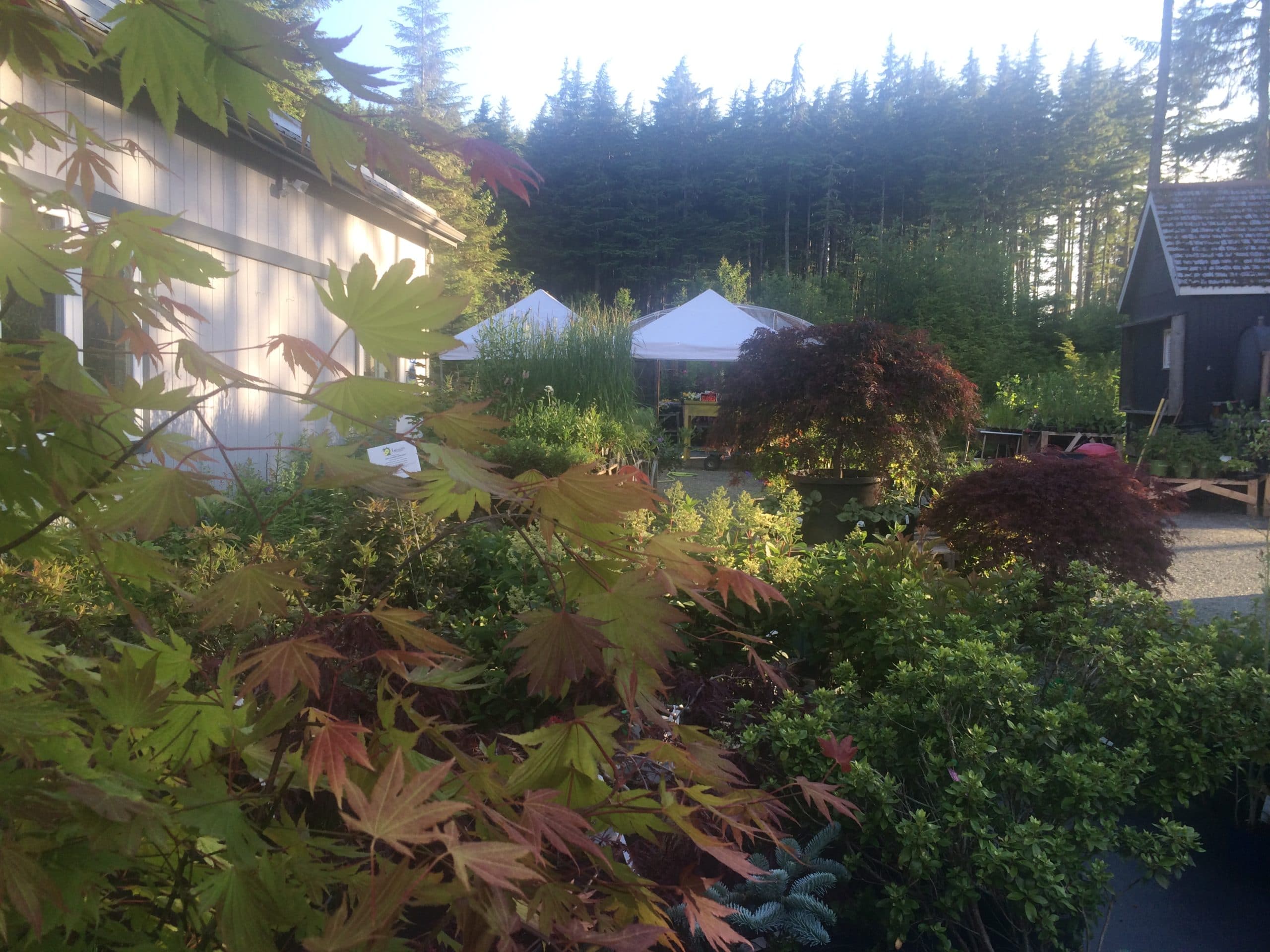 Shade garden display with Japanese maples and conifers at the Juneau nursery