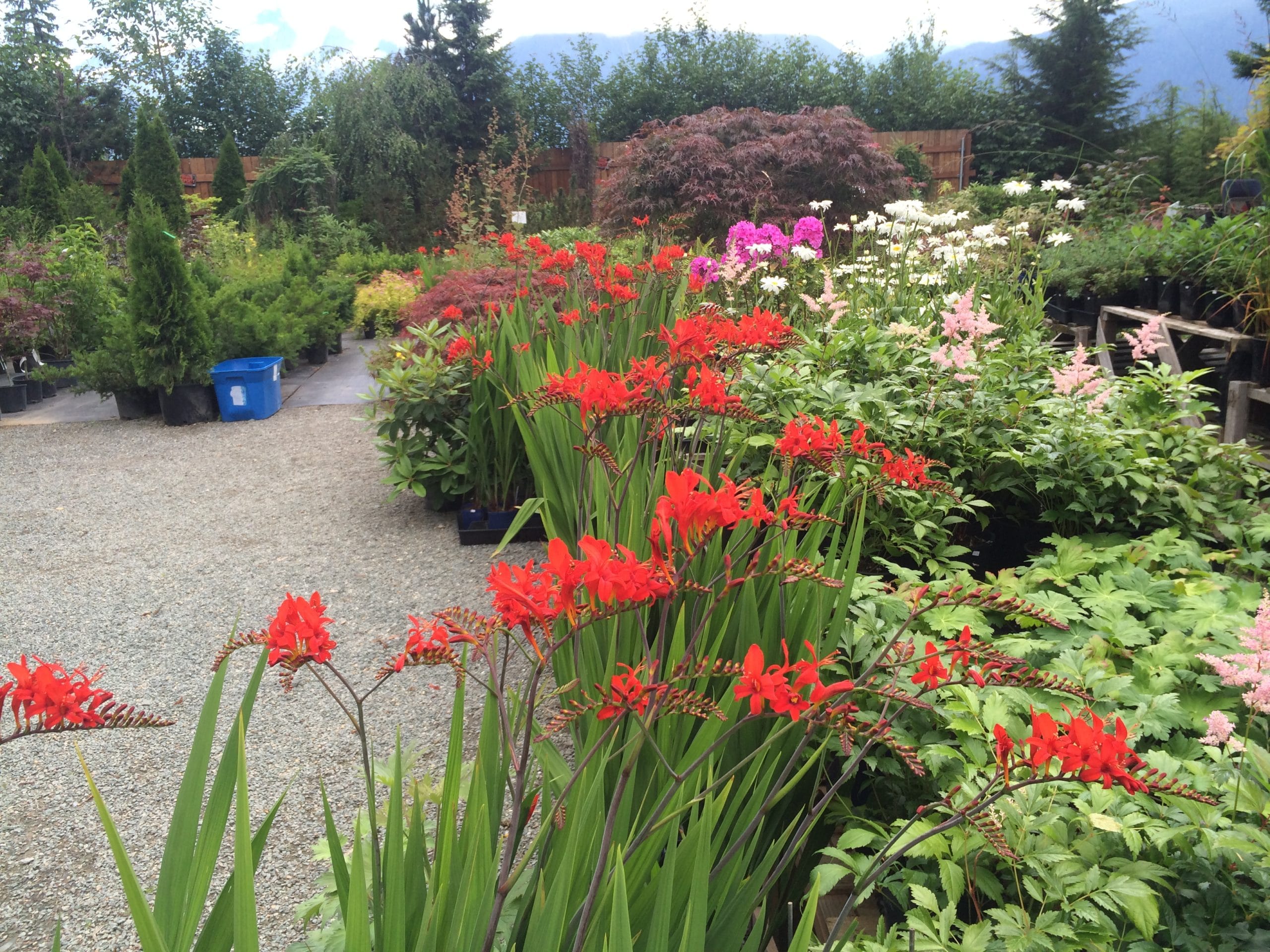 Bright red crocosmia blooming in a Southeast Alaska display garden