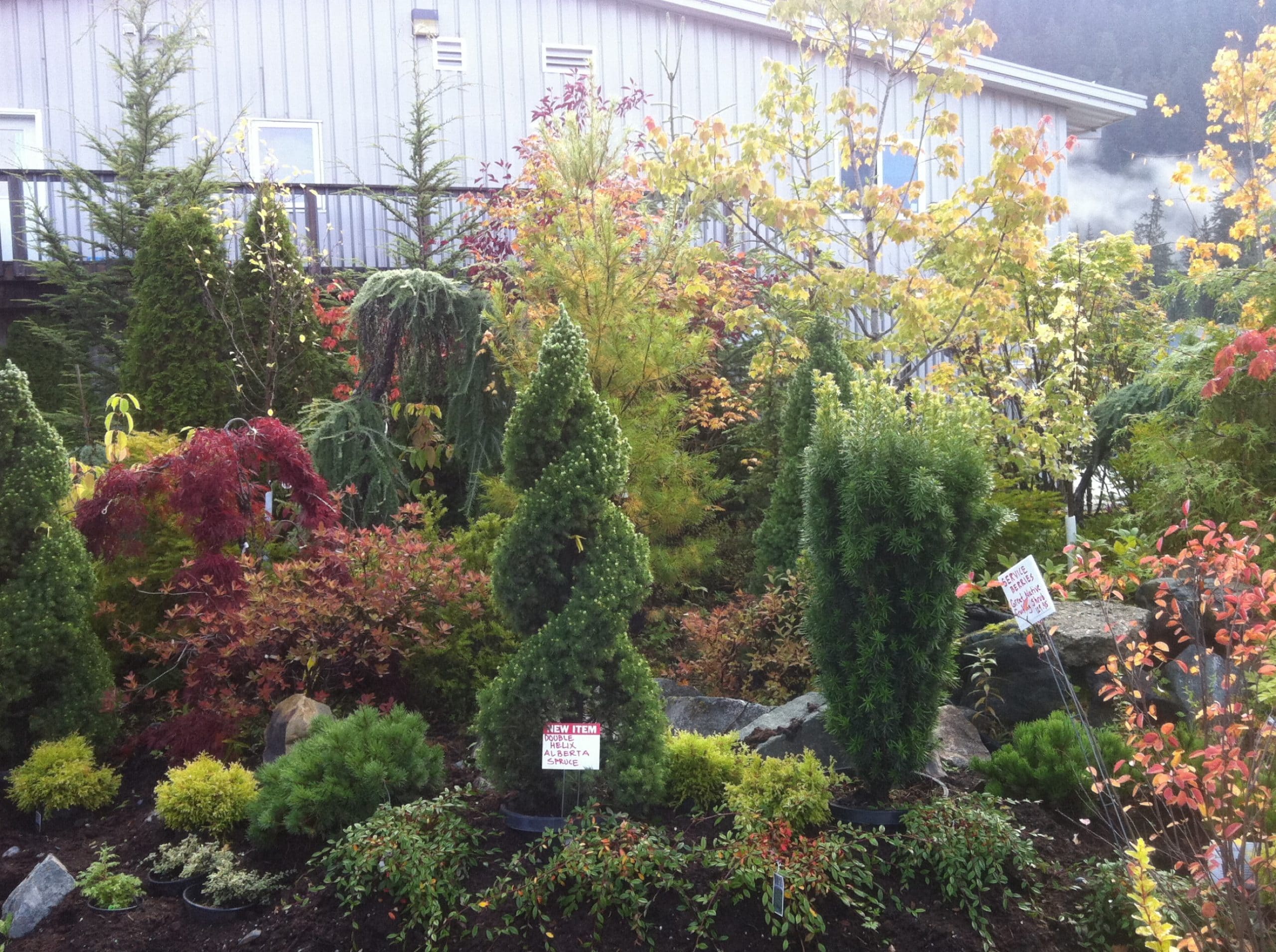Mixed conifer and flowering shrub display garden at Landscape Alaska